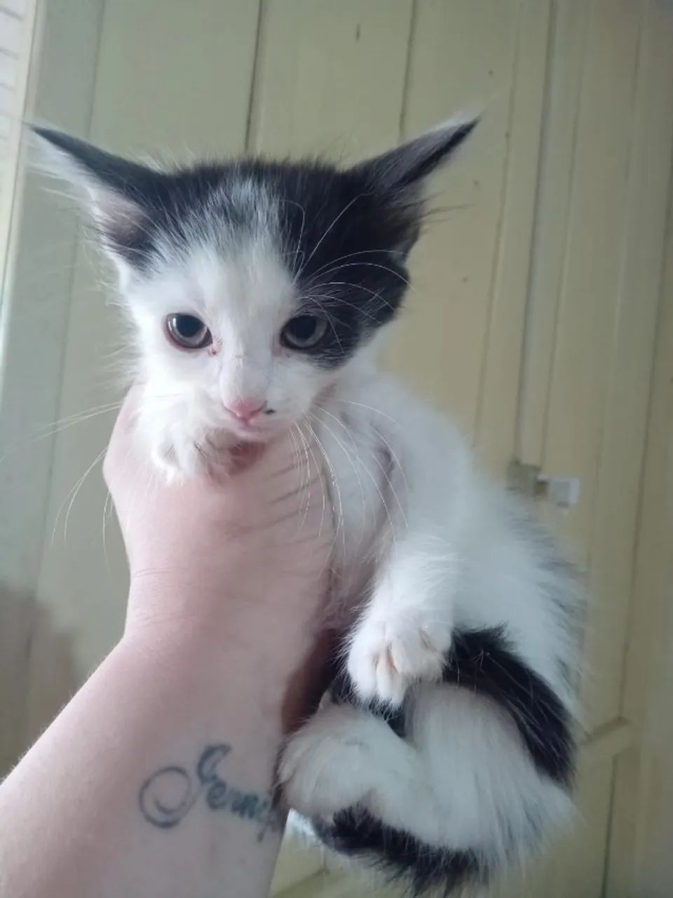 Gatinhas para adoção - Foto 4