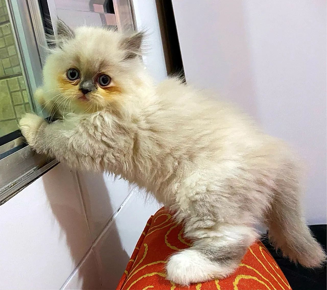 Gatinha Persa - Foto 3