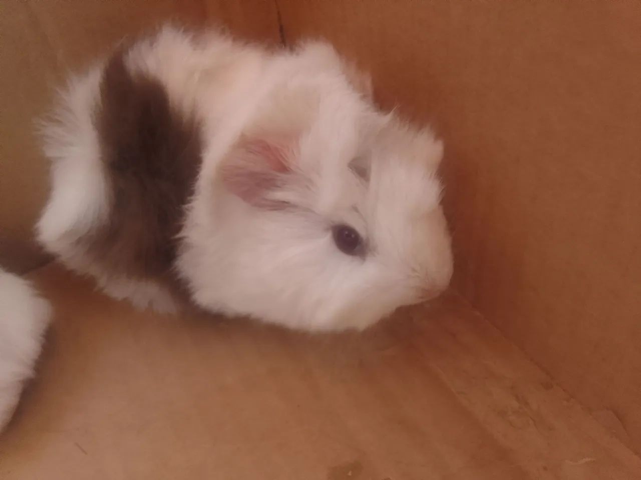 Porquinho da Índia  8564276693859202122