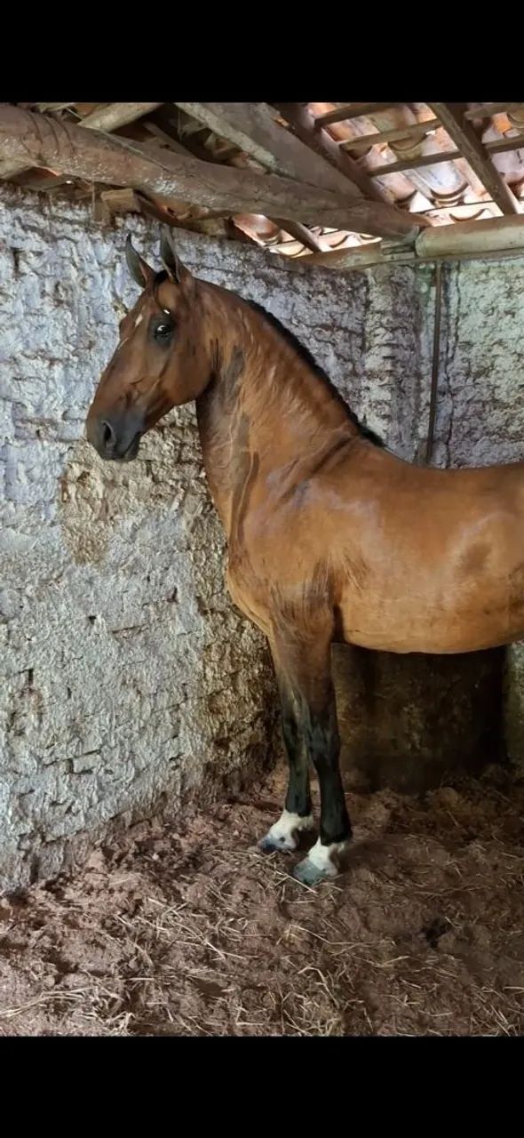 CASTRADO LUXOOOOO (marcha picada) - Foto 2