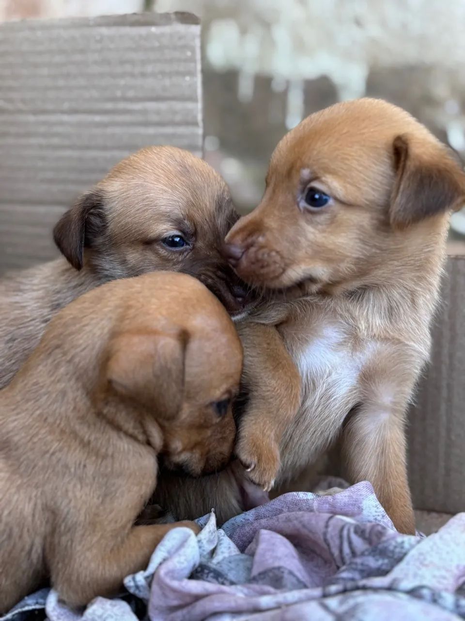 Filhotes de cachorro - Foto 3
