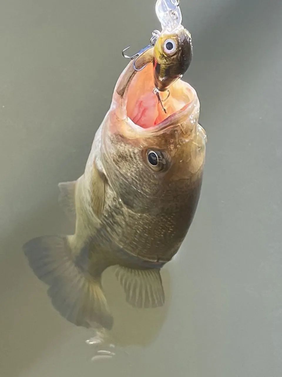 Kit 8 isca de pesca flutuante artificial  - Foto 4