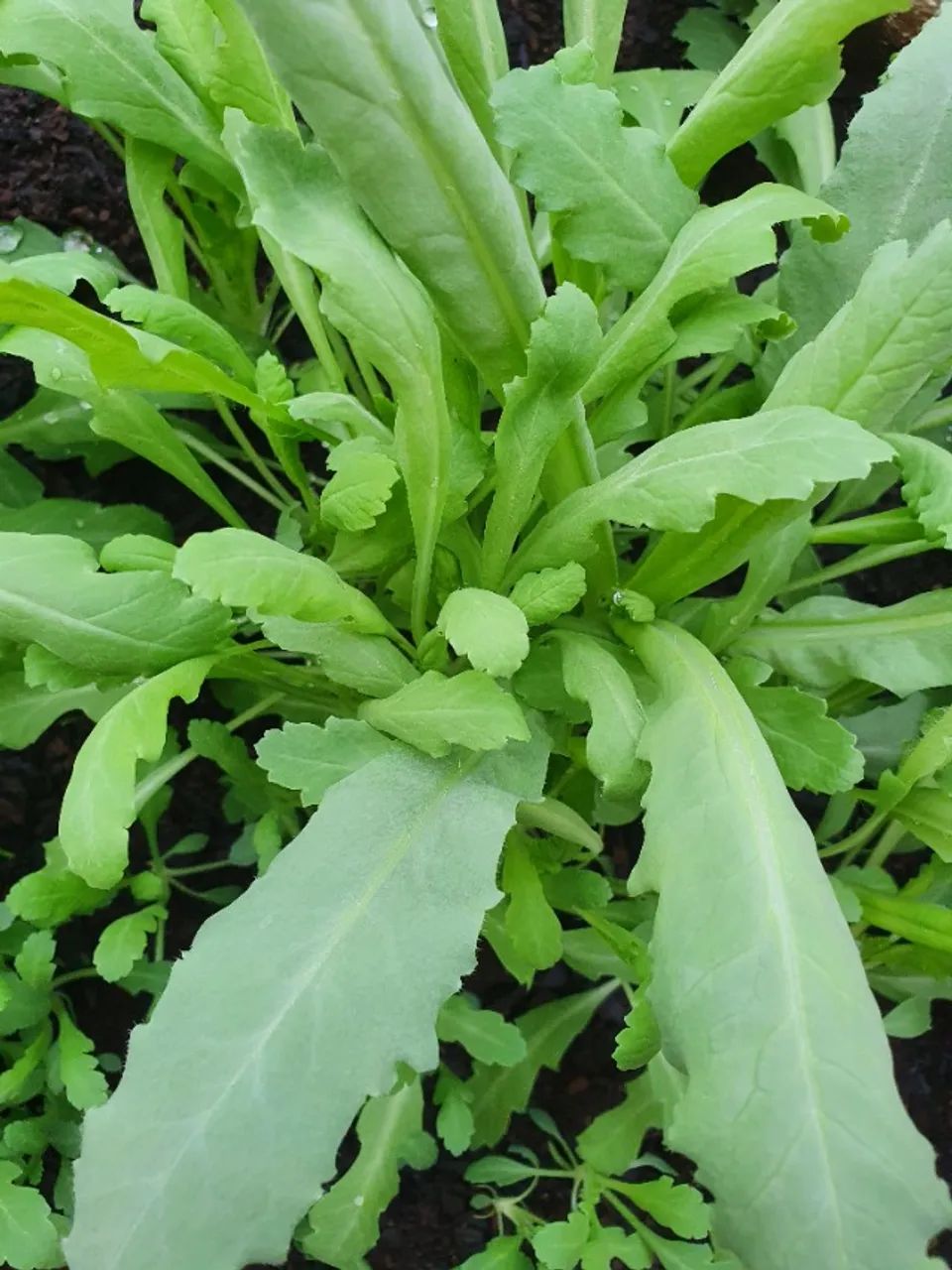 Sementes de Papaver somniferum - Foto 3