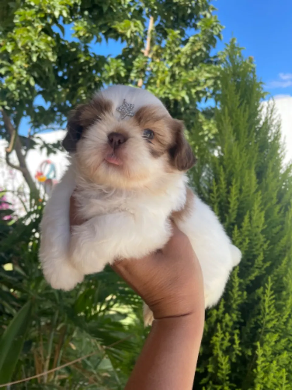 Filhote de Shih tzu machinho