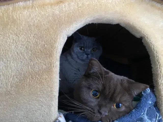 Vende-se dois gatinhos British Shorthair com pedigree INTERNACIONAL