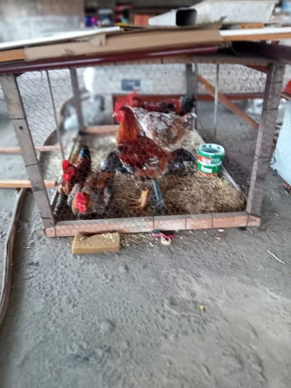 Vendo Galinhas Sertanejas Balão  - Foto 2