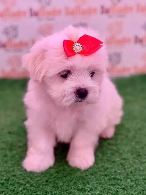 Maltês * .m Ótimas condições 