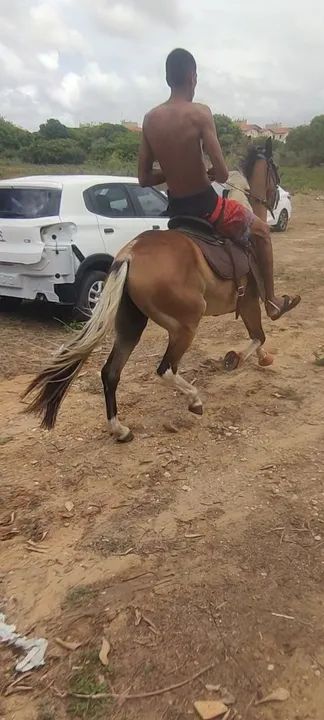 Cavalo testado de carroça e montada  - Foto 4