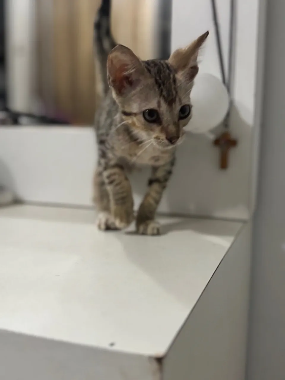 Filhote de gato  disponível para adoção!