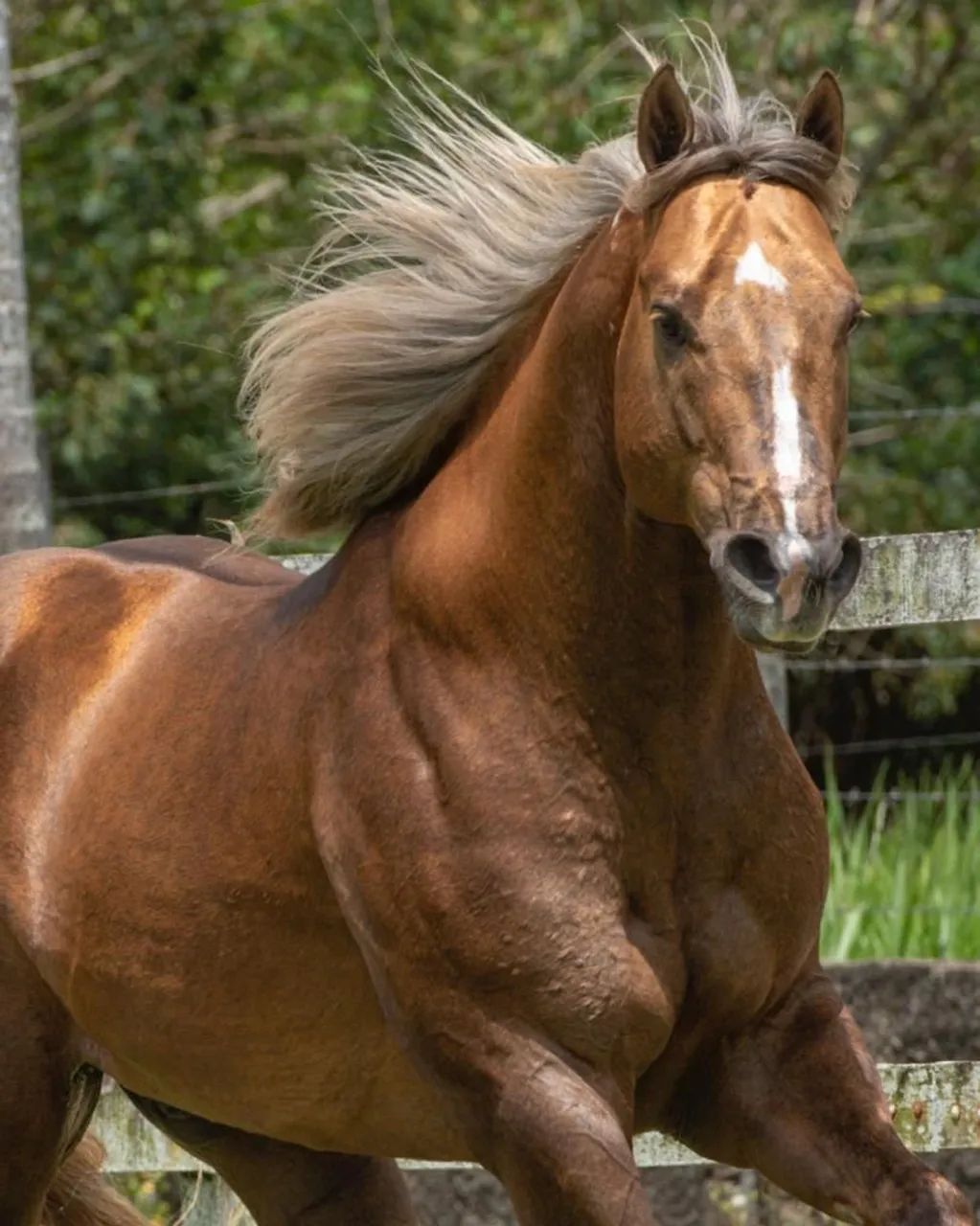 Potro QM   s/Registro  - Foto 4