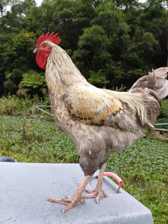 Frango  gris cendre, com  7 meses 