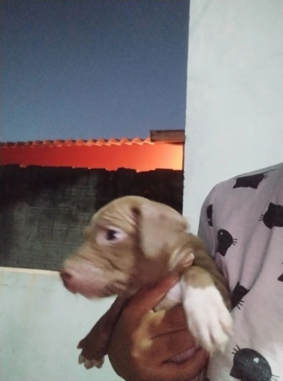 Filhote de Pitbull - Foto 2
