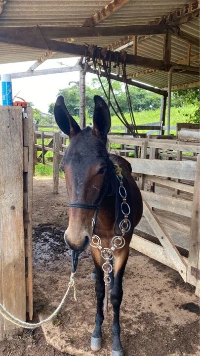 Burro 7 meses  - Foto 4