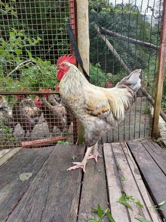 Frango  gris cendre, com  7 meses  - Foto 2