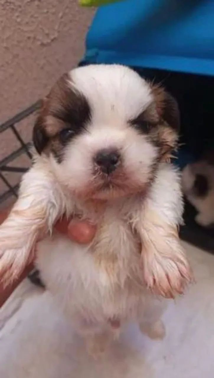 SHIH TZU MINI LEGÍTIMOS - Foto 3
