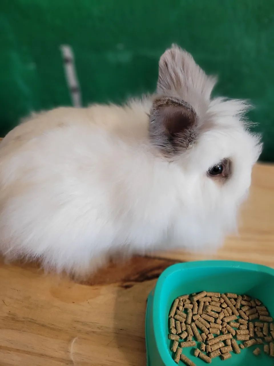 Coelhinha mini lion - Foto 6