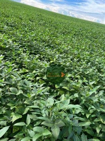 Fazenda à venda, 6000000 m² por R$ 40.000.000,00 - Zona Rural - Nova Ubiratã/MT - Foto 2
