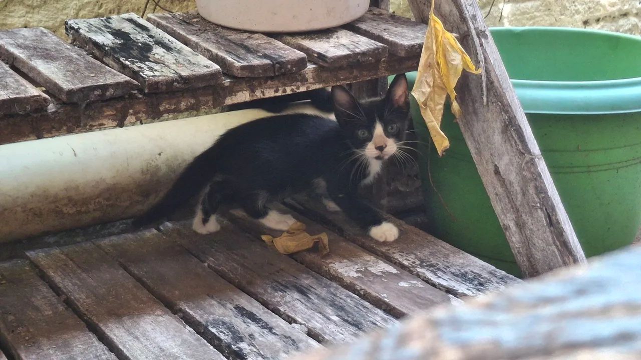 Gatinhos para adoção - Foto 4