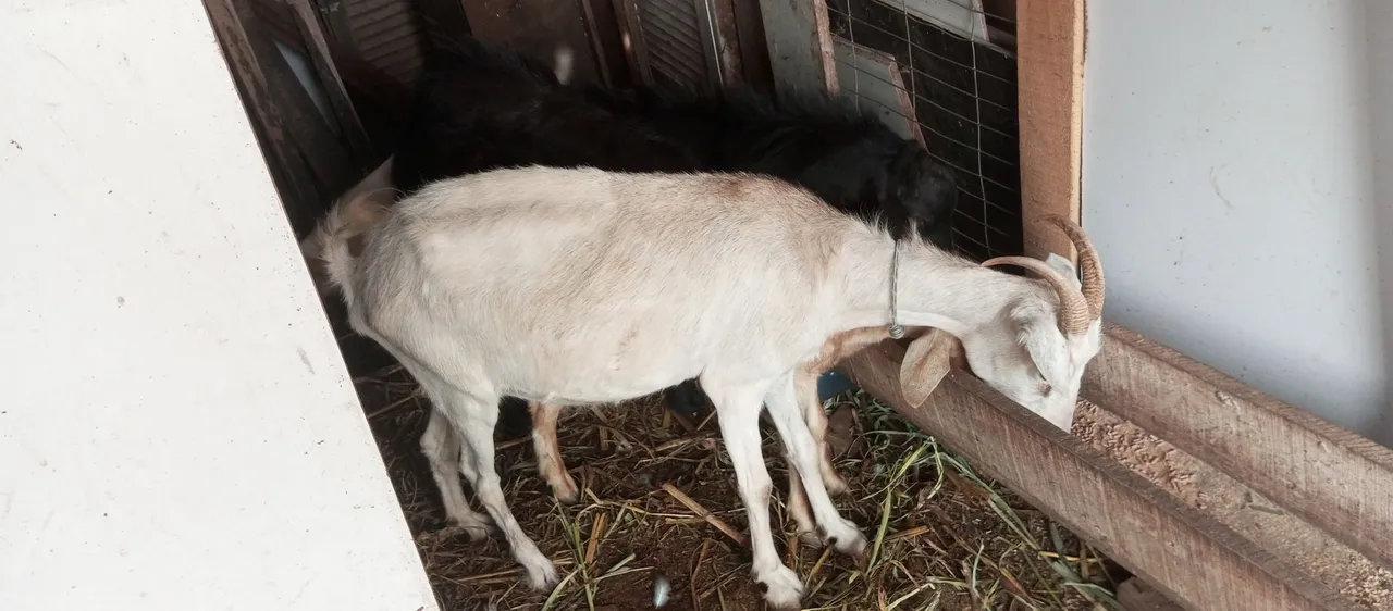 Cabras para venda