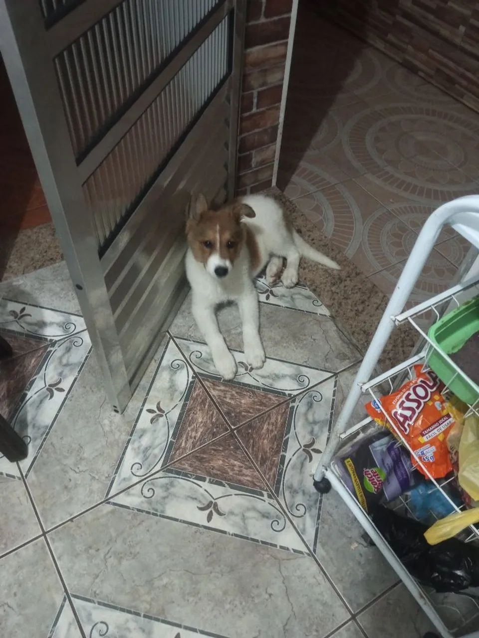 Filhote de cachorro disponível para adoção!