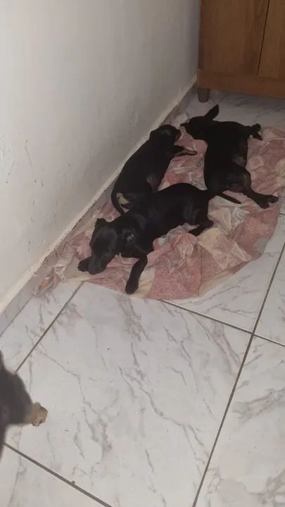 PINSCHER MACHO Nº 1 FILHOTE - Foto 4