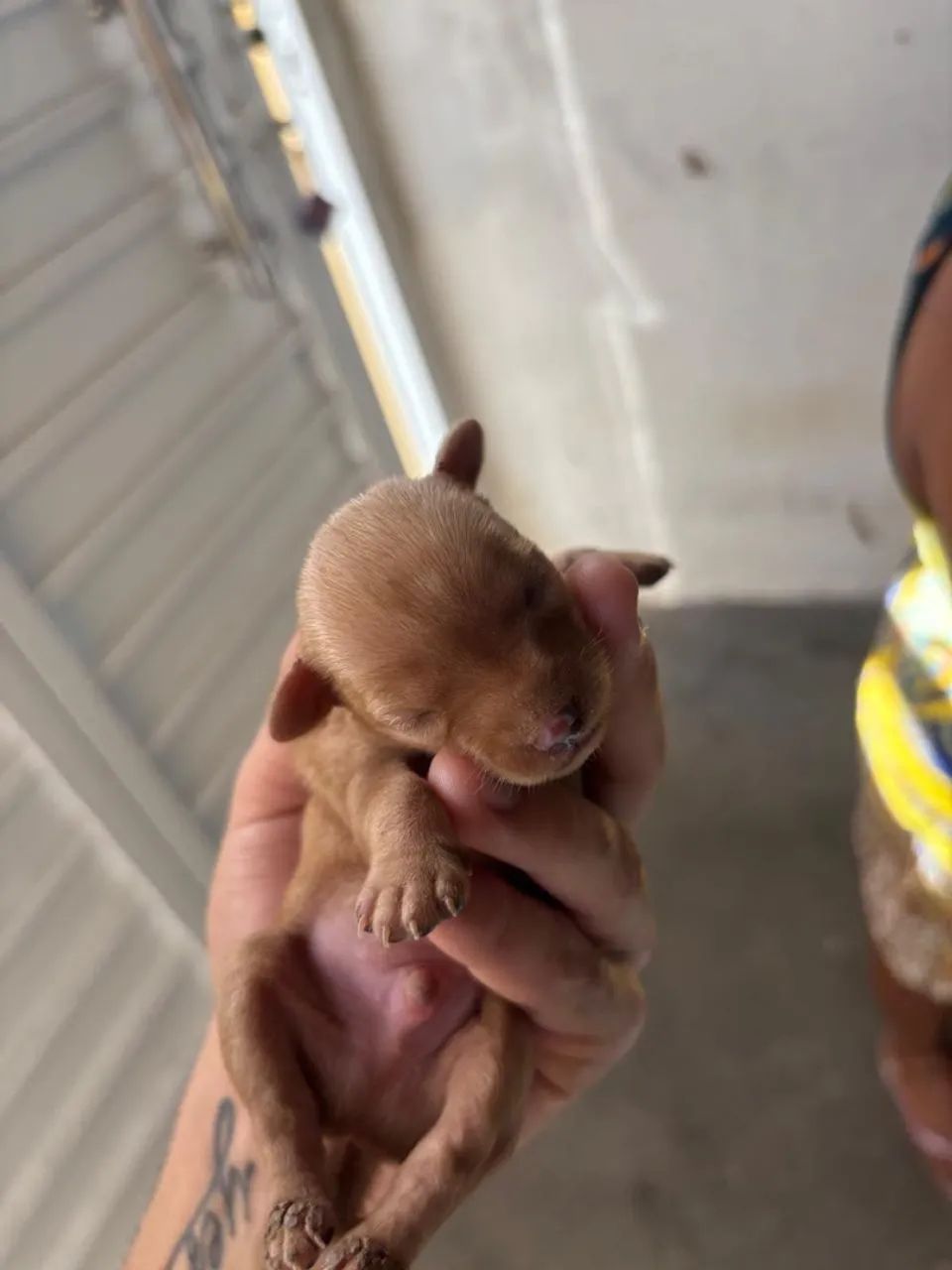 Filhote de cachorro pincher 