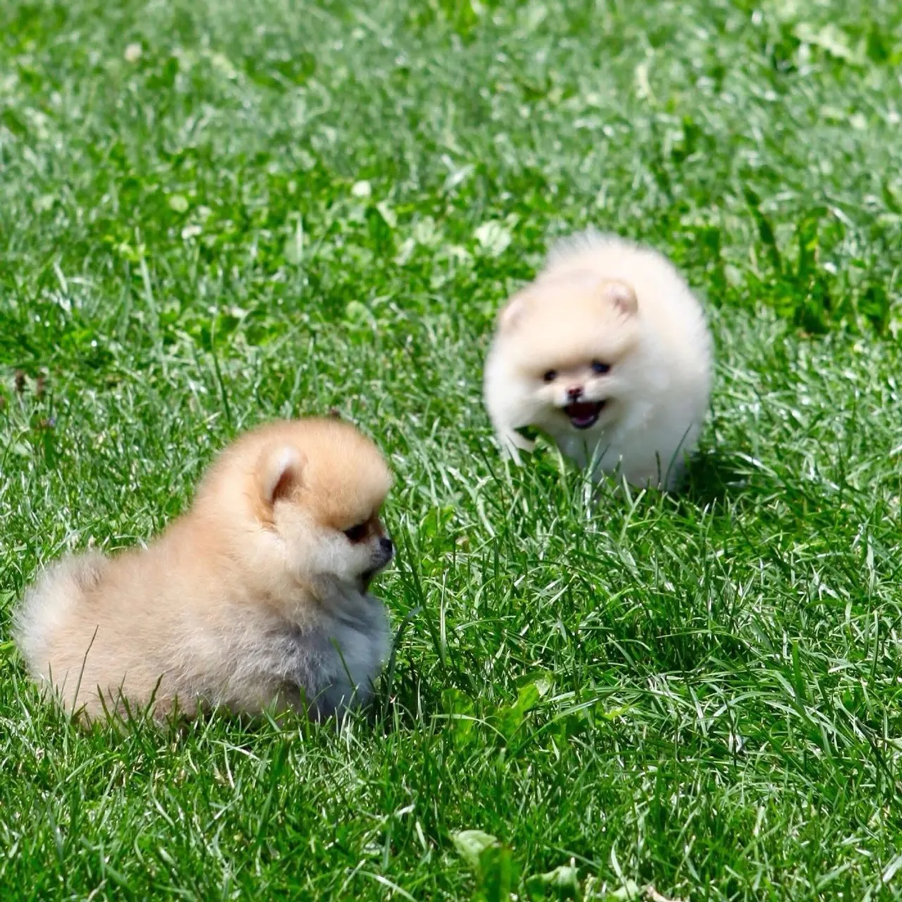 Vendo lindos filhotes de spitz alemão 