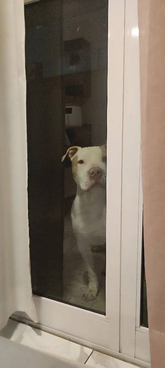 Lindo Pitbull procurando um lar!