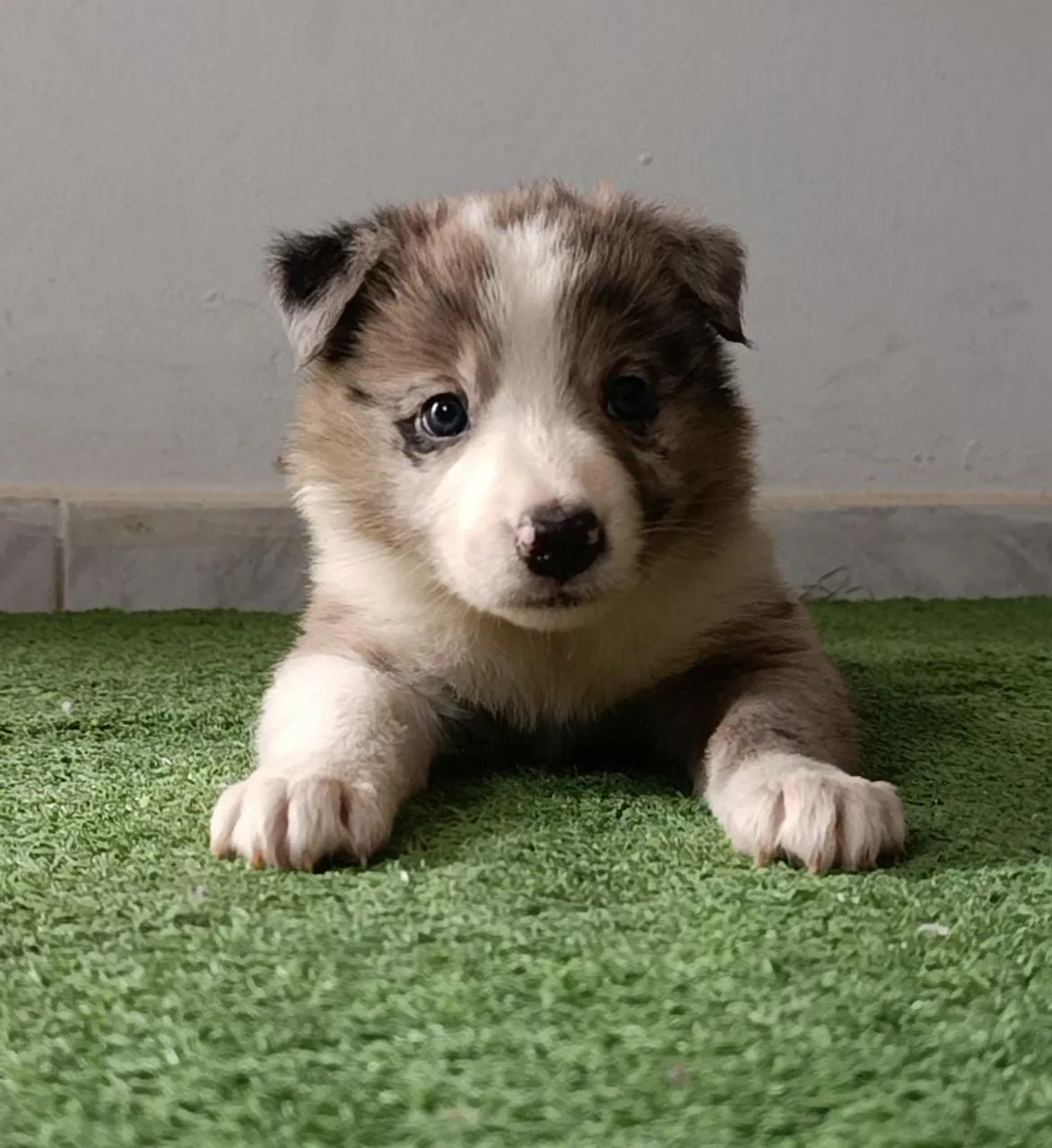 Filhote de Border Collie