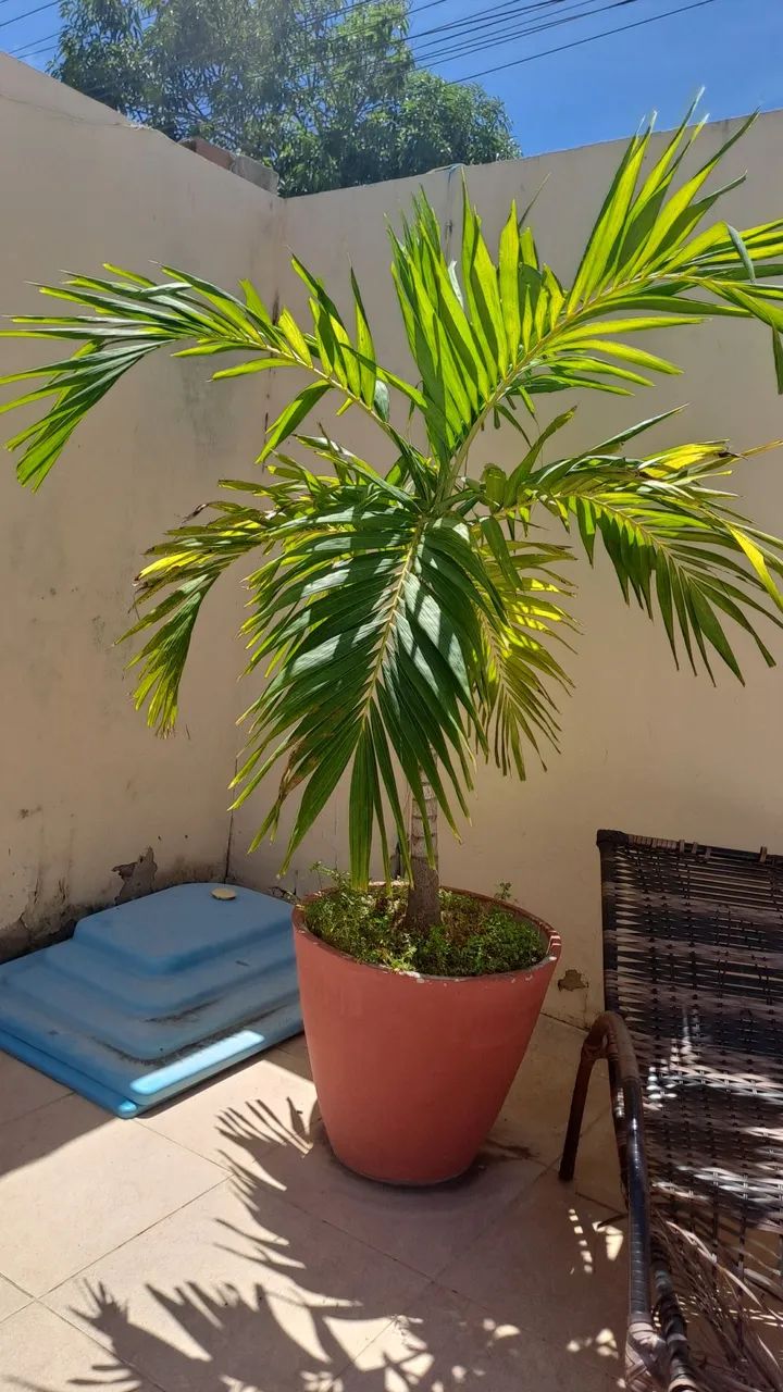 Palmeira Areca e Palmeira imperial em vaso