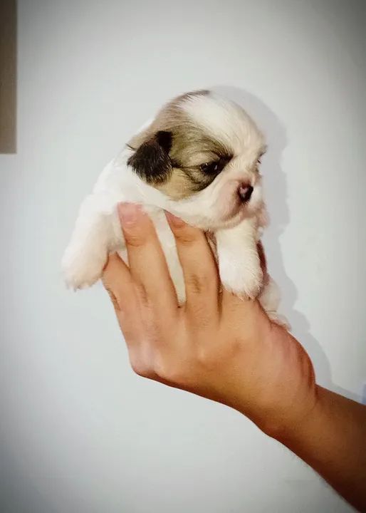 Filhote Shihtzu 5 machos 1 fêmea 
