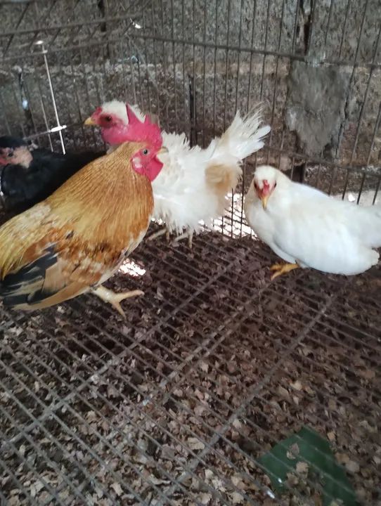 Mini galo suro - Foto 3