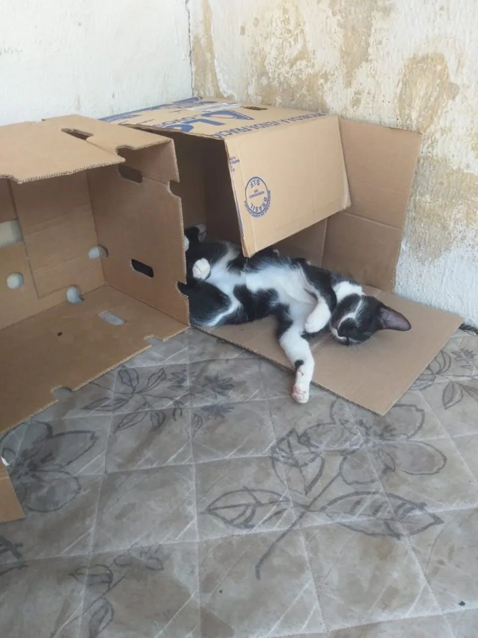 Doa-se gatinhos - Foto 3