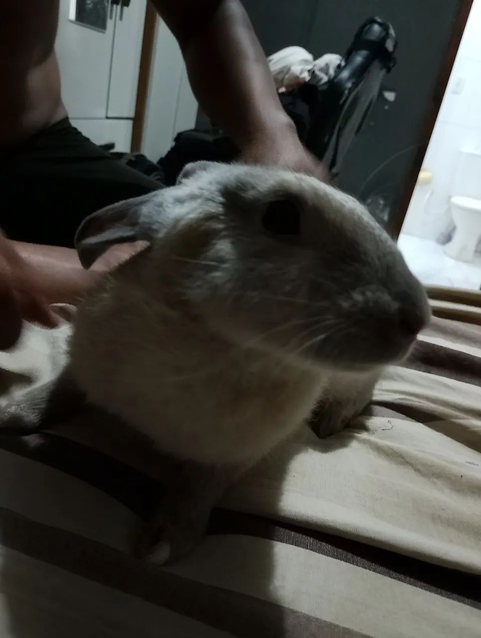 Coelho fofinho para adoção - Foto 3