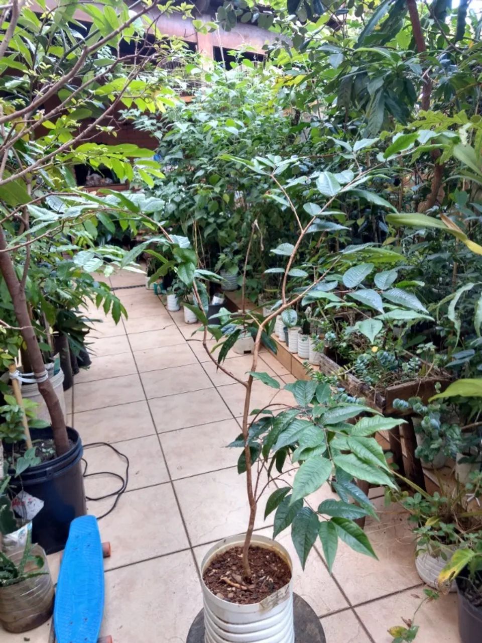 Mudas de Jabuticaba Branca ( Raridade) - Guarulhos - Foto 4