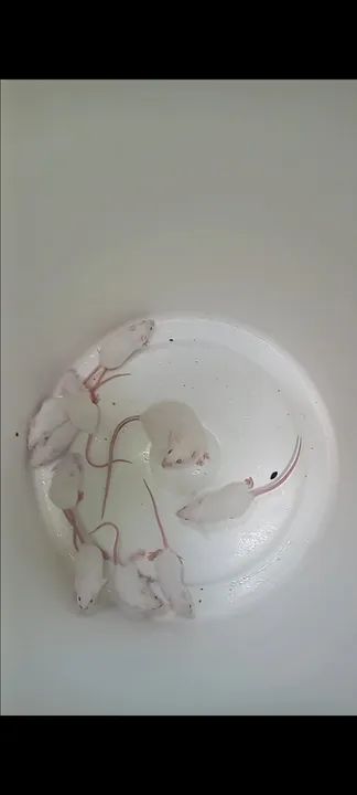 ? Filhotes de Camundongo à Venda - Super Oferta! ? - Foto 4