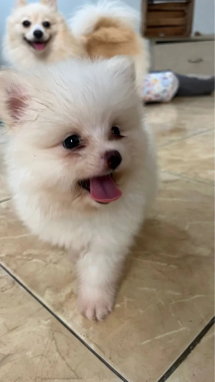 Filhote Macho de Spitz Alemão