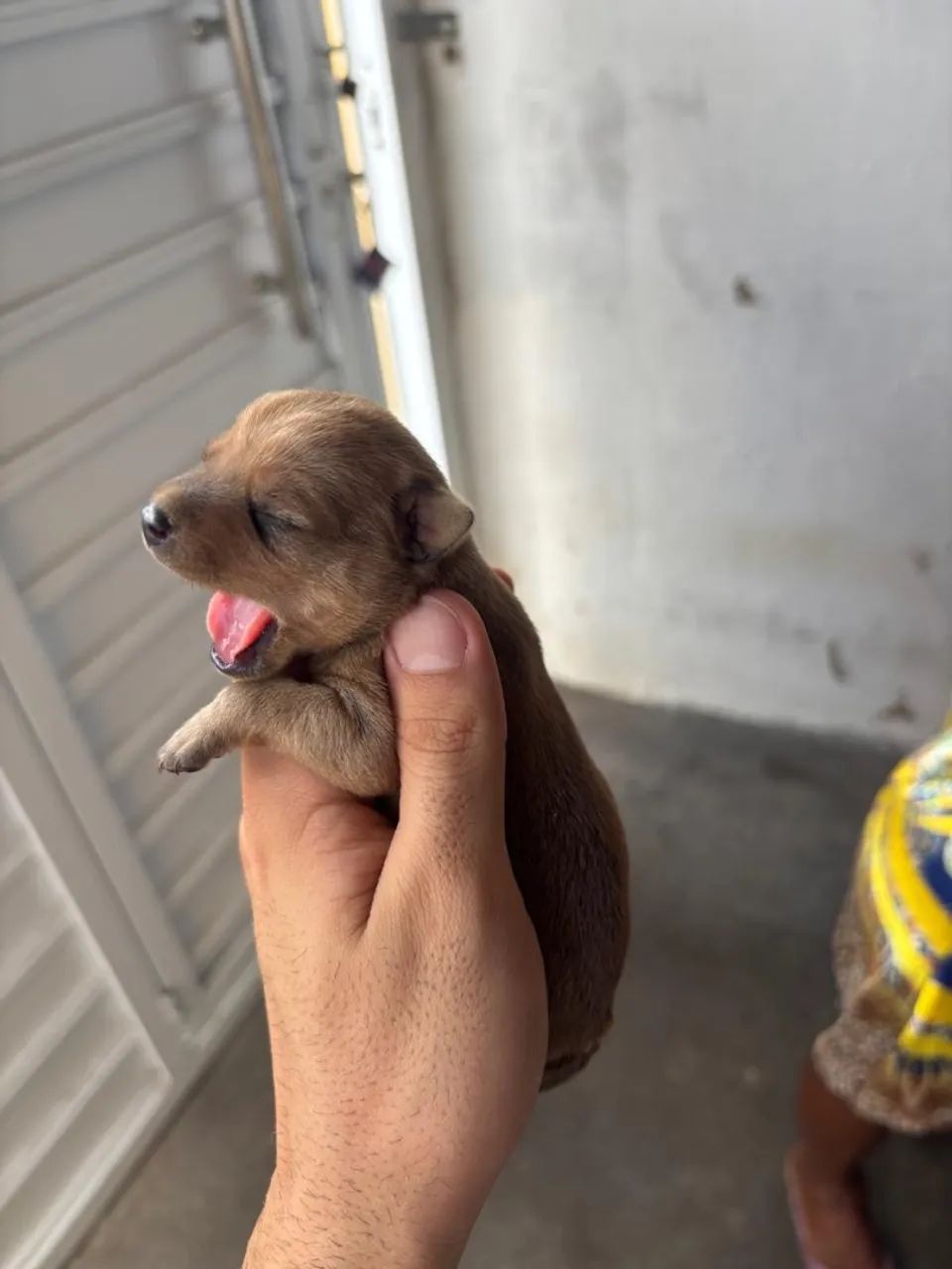 Filhote de cachorro pincher  - Foto 3