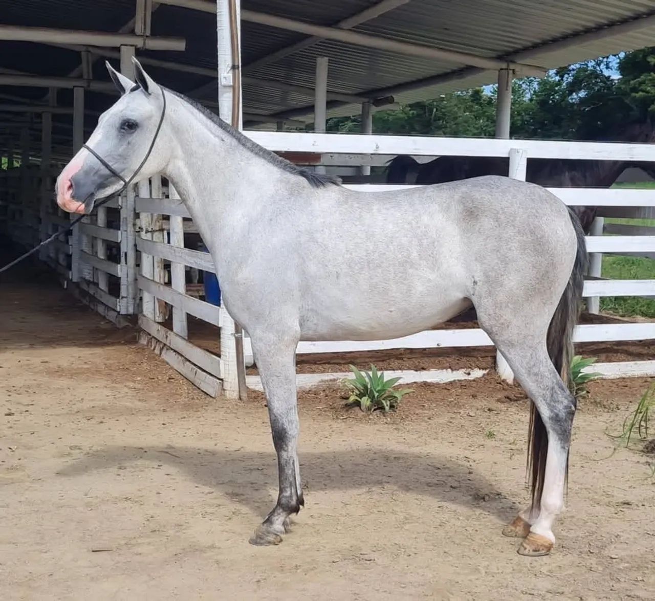 Potra MM tordilha  - Foto 3