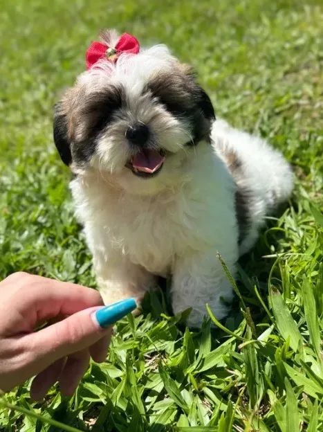 Shih Tzu Mini - Lindas Mocinhas Pronta Entrega! - Foto 2