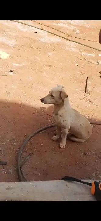 PROCURO CACHORRO RESGATADO PRÓXIMO ACONCHEGO - Foto 5