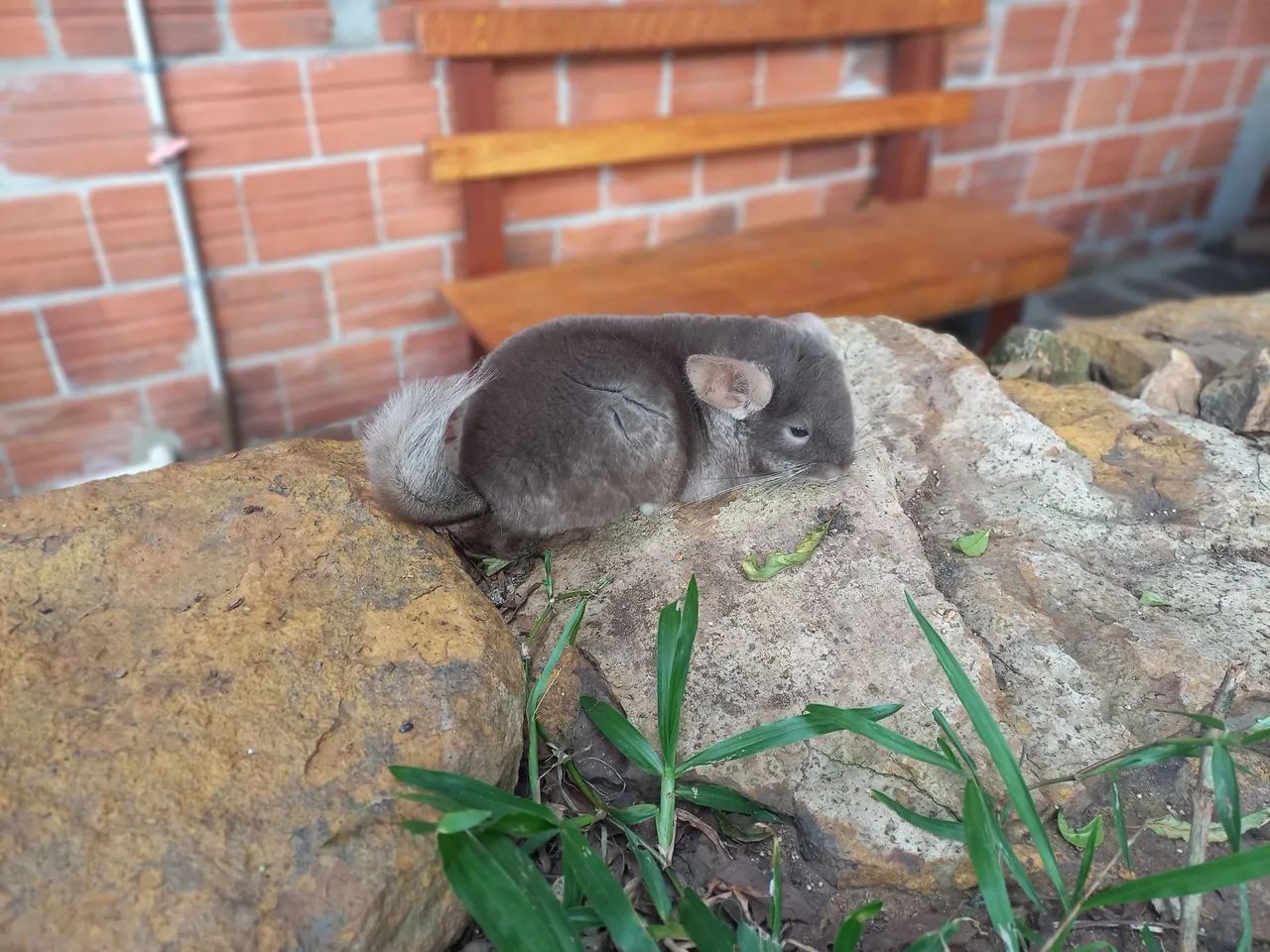 Chinchilas filhotes dóceis para estimação  - Foto 4