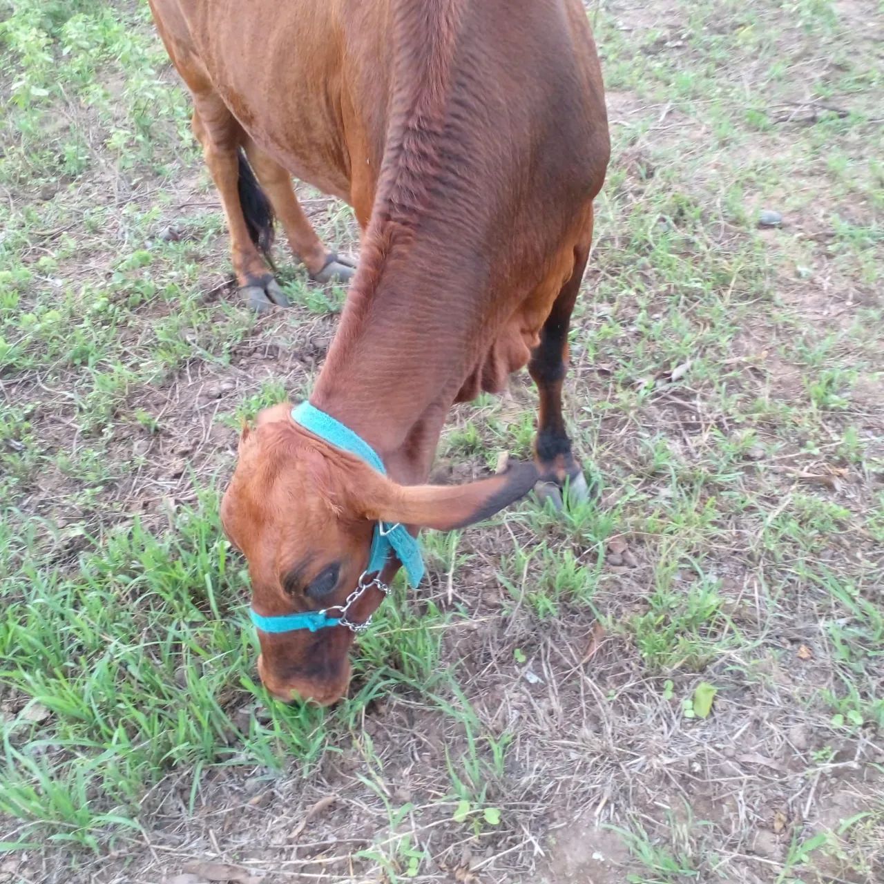 Vendo linda vaquinha gesse com girolando...