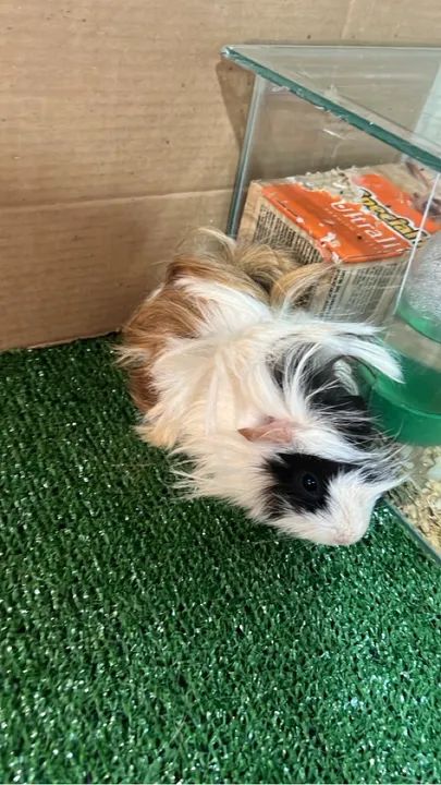 Coelhinho fofinho para adoção