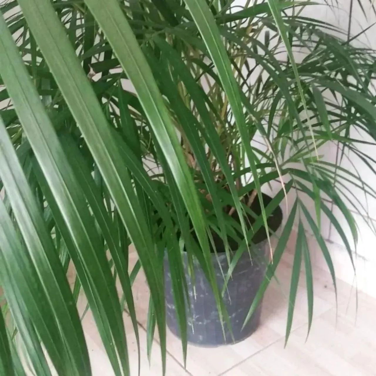 Plantas grandes e lindas com entrega a domicilio  - Foto 3