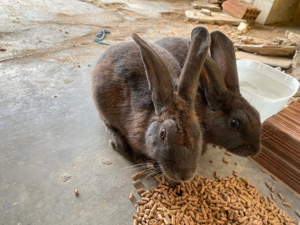 Coelhos Lindos e Adoráveis para Adoçar seu Lar!