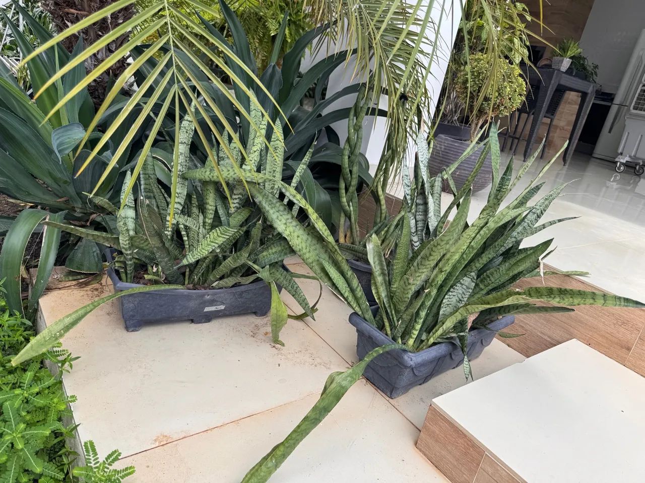 Planta bem em conta - Foto 2