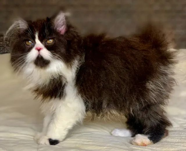 Show de Gata persa Femea filhote bicolor extremada Super peluda 3 Meses  linda. - Foto 4