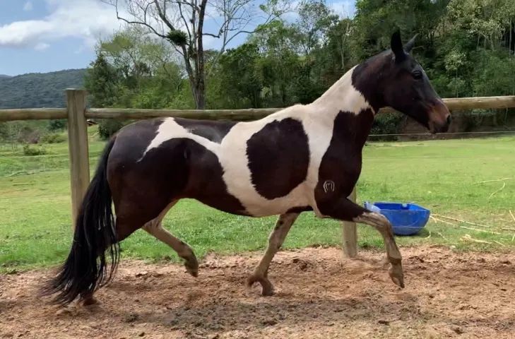Égua pampa de preto registrada! Condição imperdível! Produziu potra homozigota de picada! - Foto 2