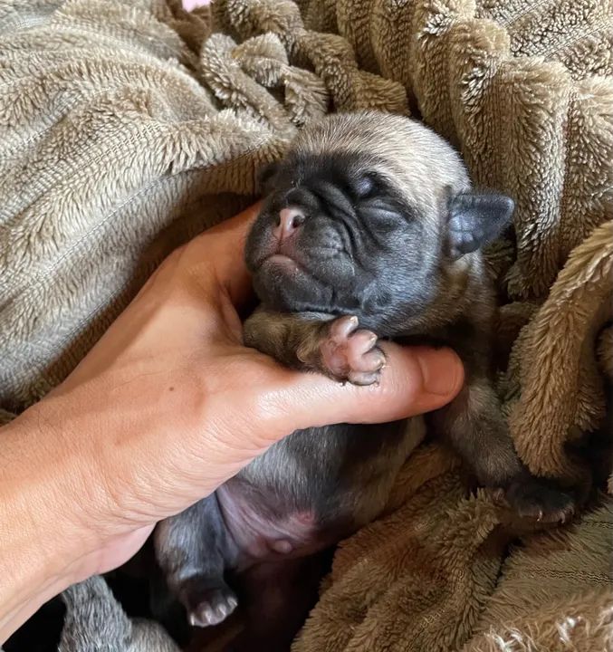 Filhotes de Pug Macho - Foto 2